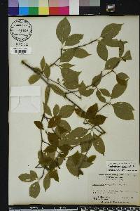 Ilex ambigua image