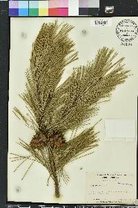 Pinus echinata image