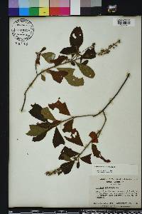 Clethra alnifolia image