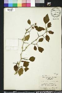 Crataegus viridis image