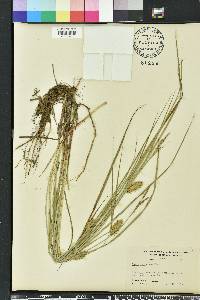 Carex bullata image