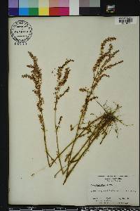 Rumex hastatulus image