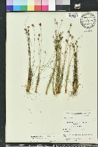 Bulbostylis ciliatifolia image