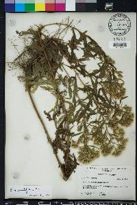 Eupatorium x pinnatifidum image