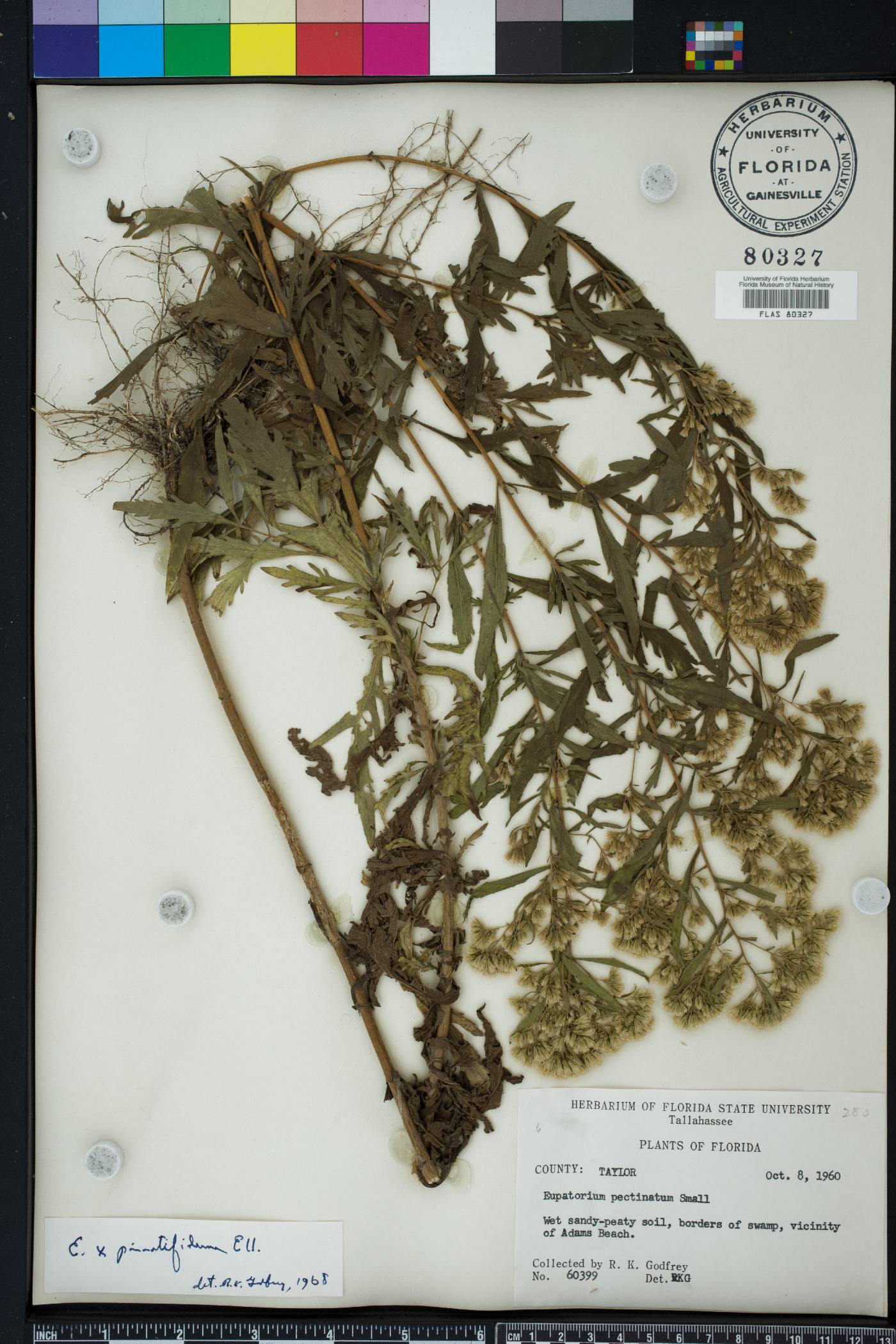 Eupatorium x pinnatifidum image