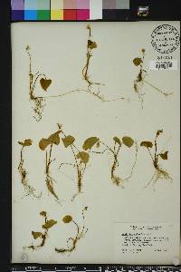 Viola blanda image