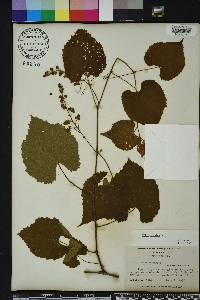 Vitis vulpina image