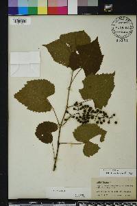 Vitis vulpina image