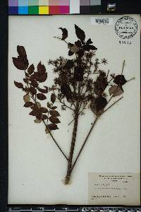 Aralia spinosa image