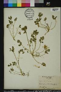 Corydalis flavula image