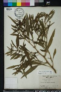 Ludwigia leptocarpa image