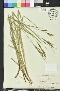 Carex oxylepis image