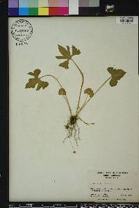 Viola palmata image