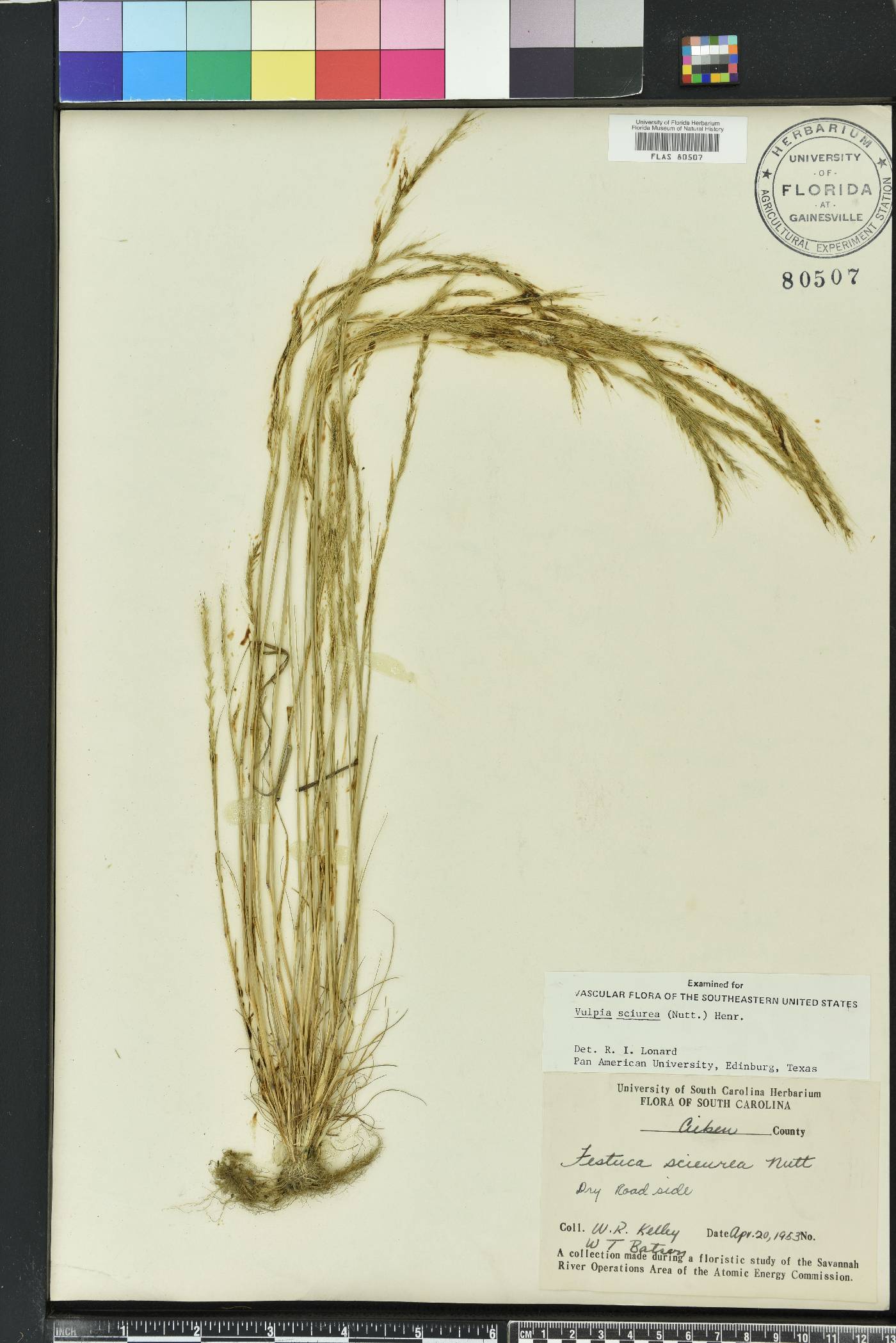 Festuca sciurea image