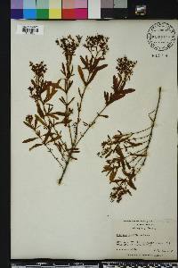 Hypericum densiflorum image