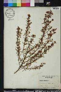 Hypericum galioides image