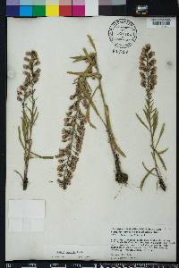 Liatris gracilis image