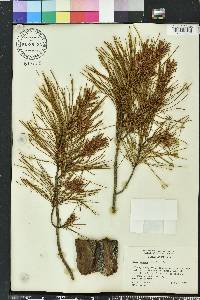 Pinus clausa image