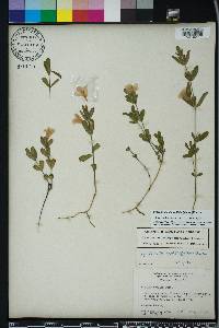 Dyschoriste oblongifolia image