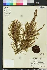 Pinus clausa image