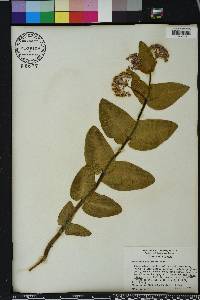 Asclepias humistrata image