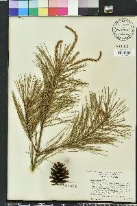 Pinus glabra image