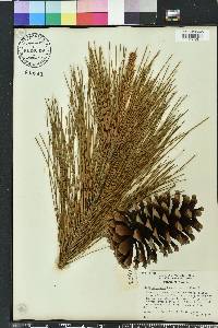 Pinus elliottii image