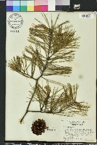 Pinus glabra image