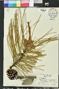 Pinus serotina image