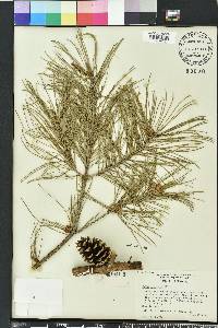 Pinus echinata image