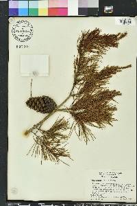 Pinus clausa image