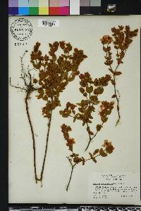 Hypericum tetrapetalum image