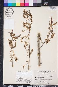 Salix caroliniana image