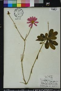 Sabatia decandra image