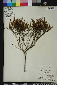 Hypericum brachyphyllum image