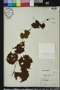 Vitis rotundifolia image