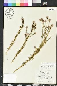 Dalea carnea image