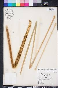 Typha domingensis image