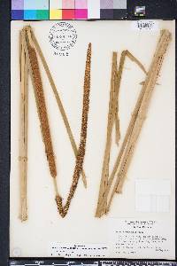 Typha domingensis image