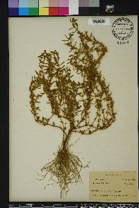 Rotala ramosior image