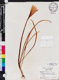 Zephyranthes atamasca image