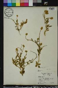 Polygala lutea image