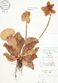 Sarracenia rosea image