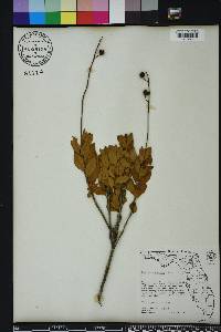 Bejaria racemosa image