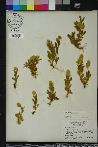 Polygala lutea image