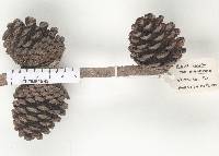 Pinus clausa image