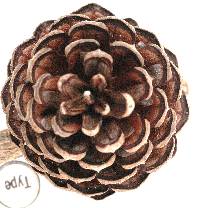 Pinus clausa image