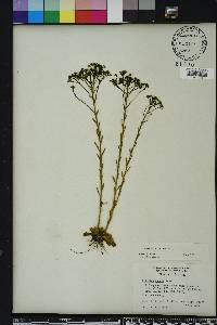 Polygala ramosa image