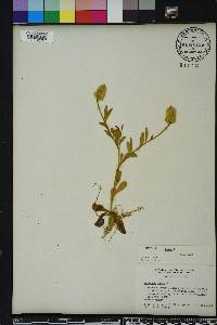 Polygala lutea image