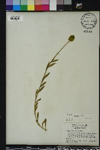 Polygala rugelii image